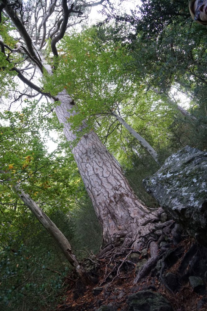 Parque Natural de la Tinença de Benifassá