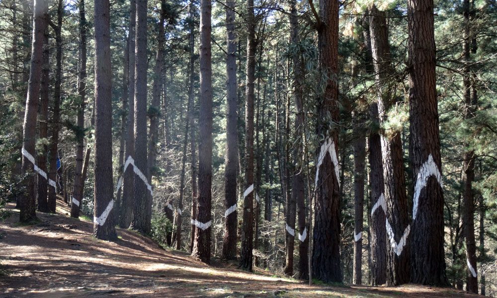 Bosque de Oma, rayo