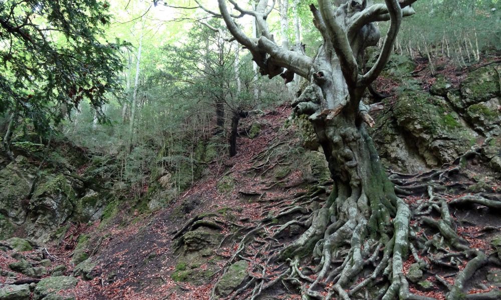 Parque Natural de la Tinença de Benifassá