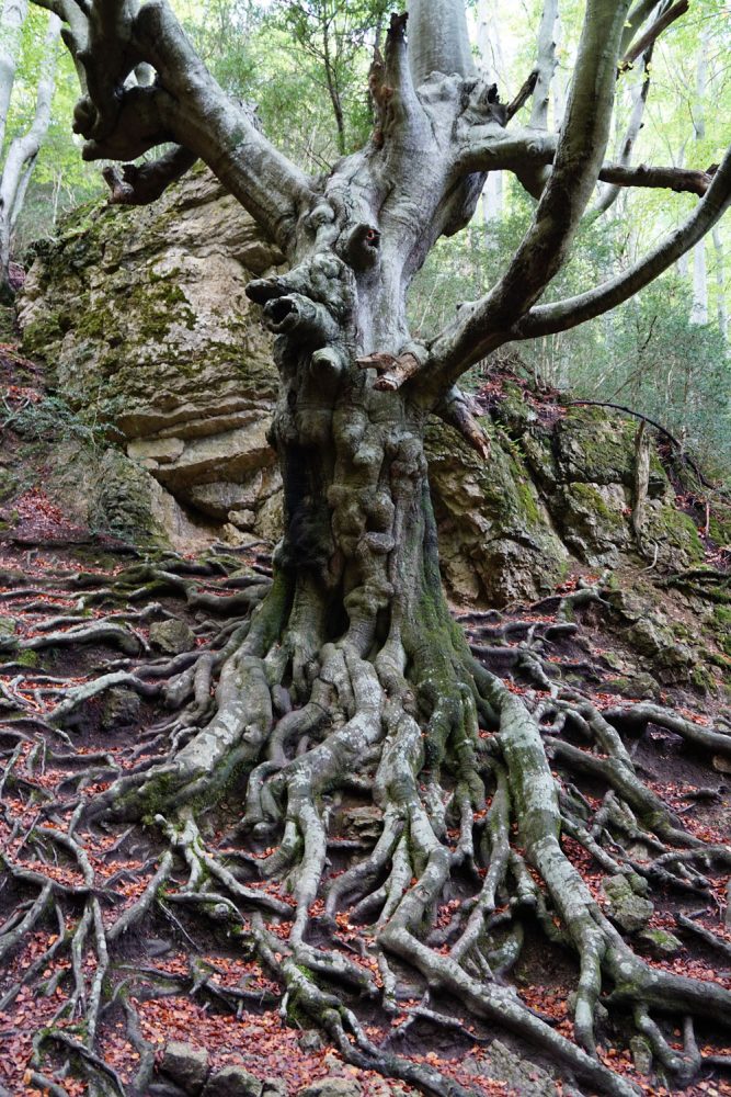 Parque Natural de la Tinença de Benifassá