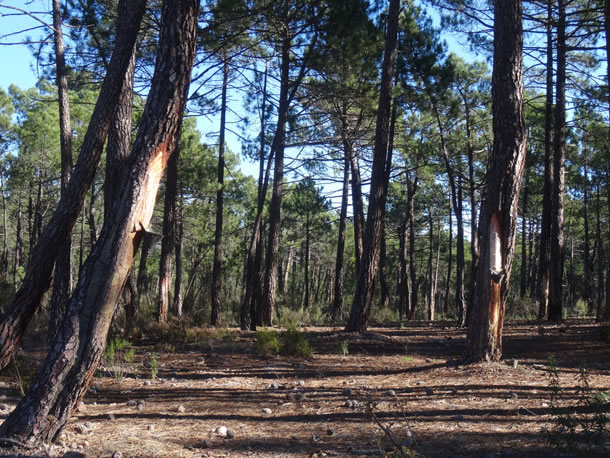 Bosque resinero
