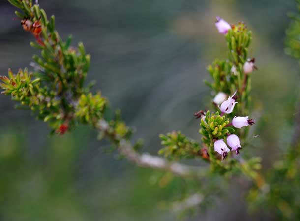 Erica multiflora en el Clot de les Tortugues Erica multiflora en el Clot de les Tortugues