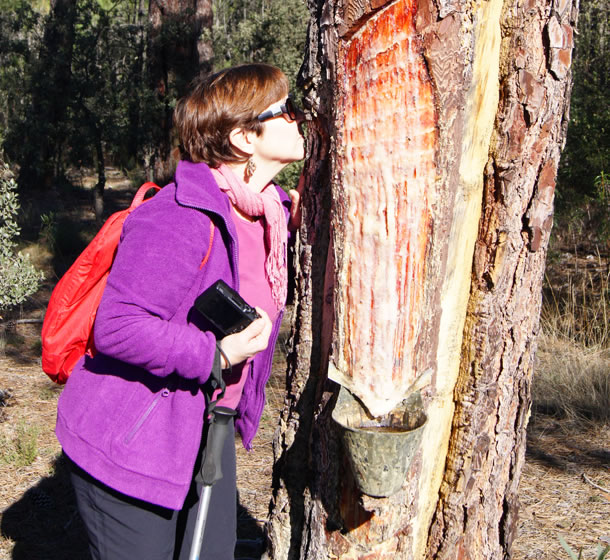Extracción de resina en El Cañón